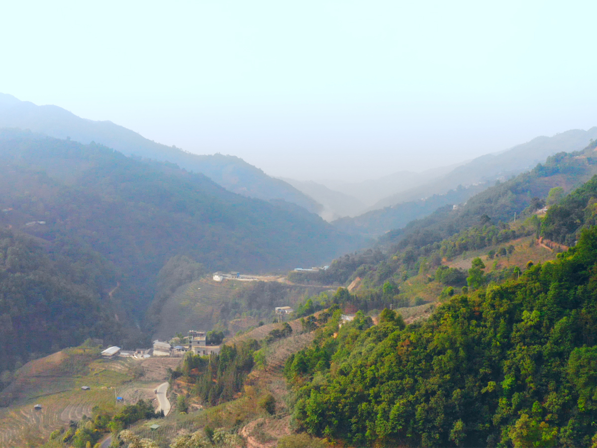 懂過茶山