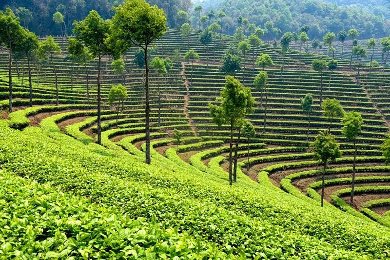 營盤山茶園