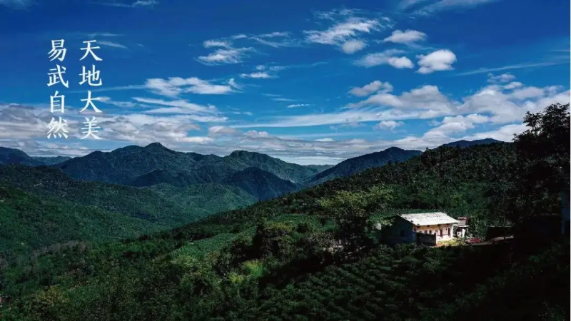 易武新貴茶山