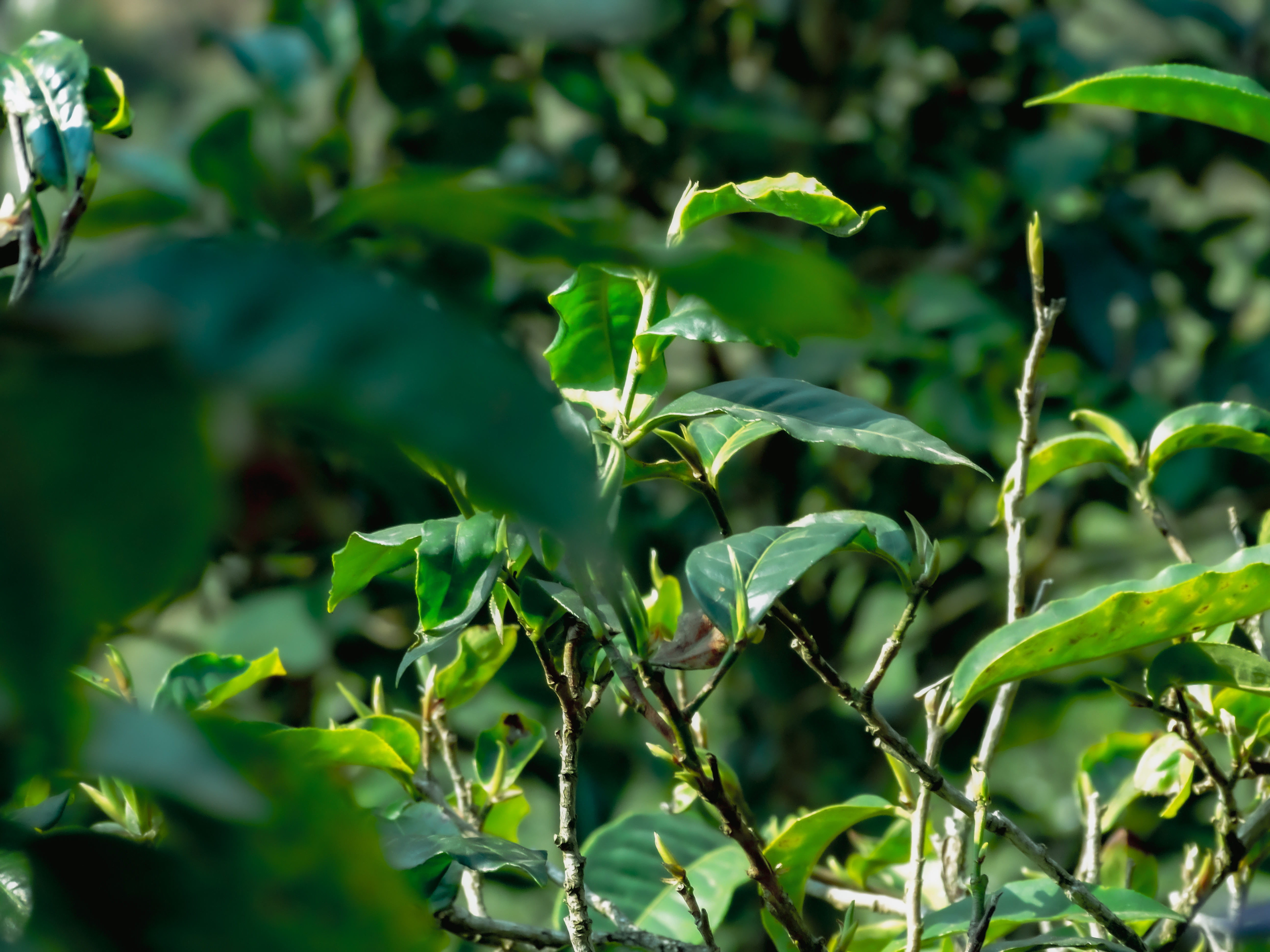 茶樹