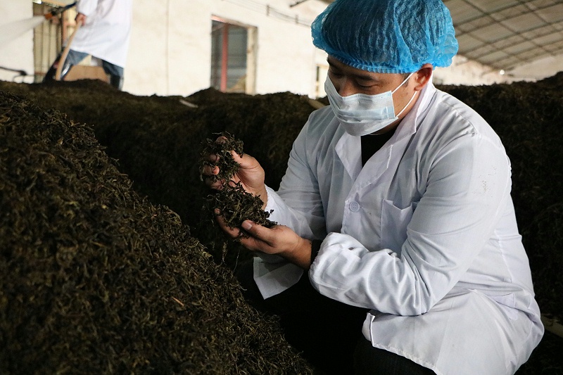 熟茶發酵