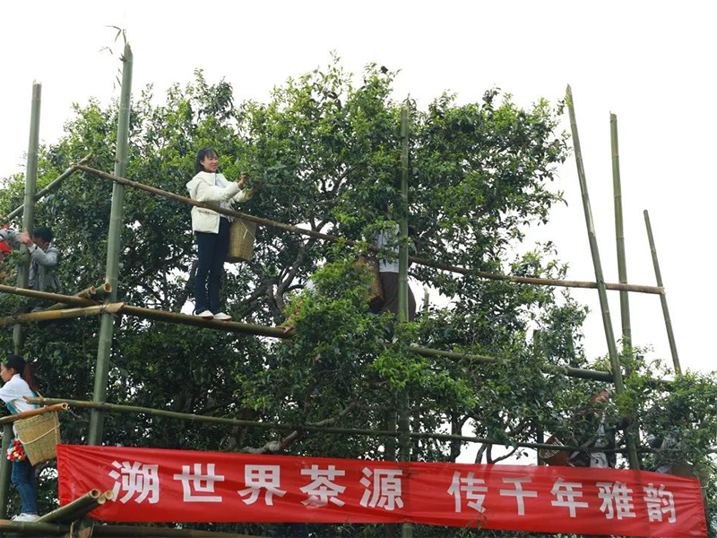 邦崴茶王樹