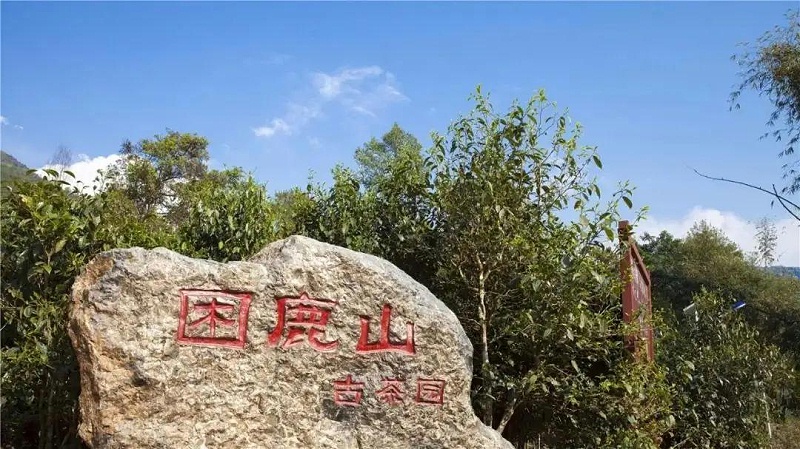 古樹茶價格