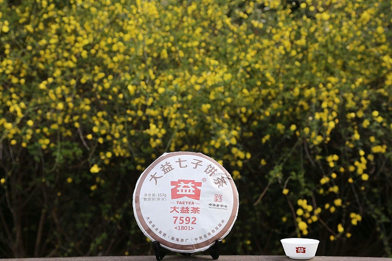 大益茶的現狀