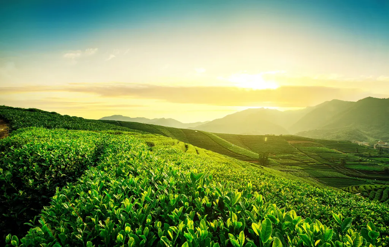 綠茶茶園