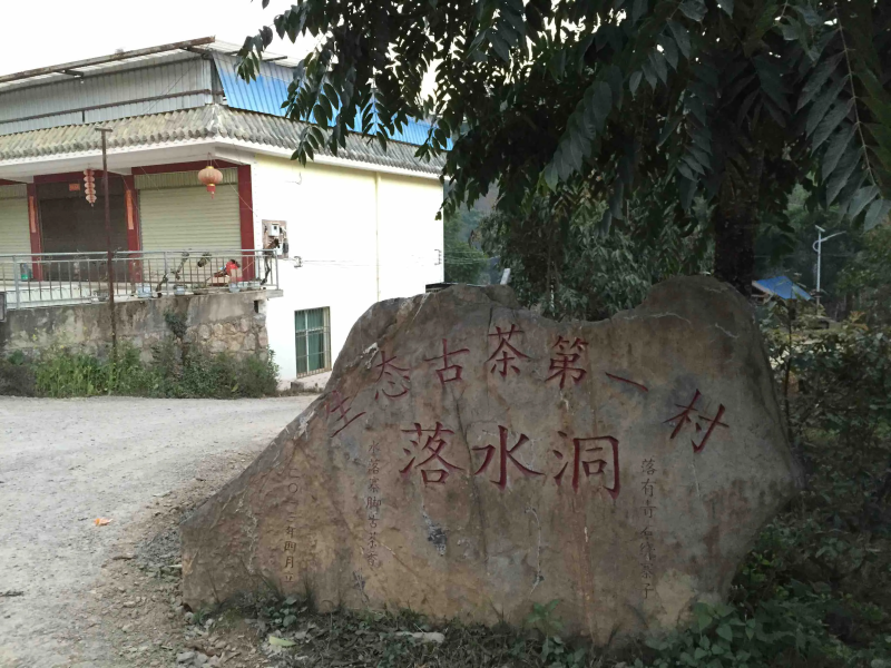生態(tài)古茶第一村