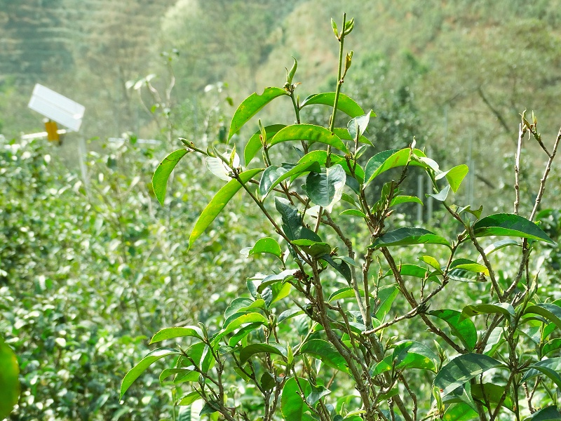 茶樹