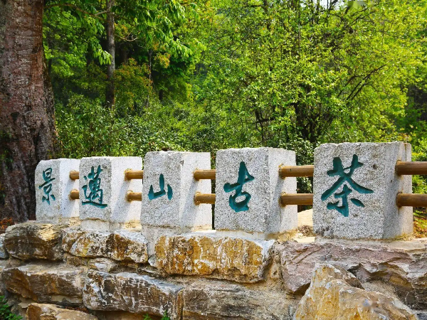 景邁山古茶林