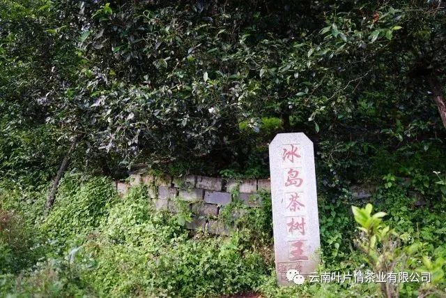 冰島茶王樹