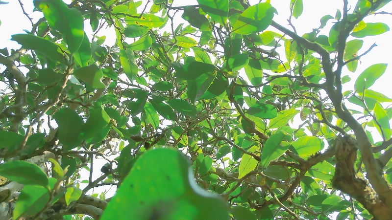古樹茶
