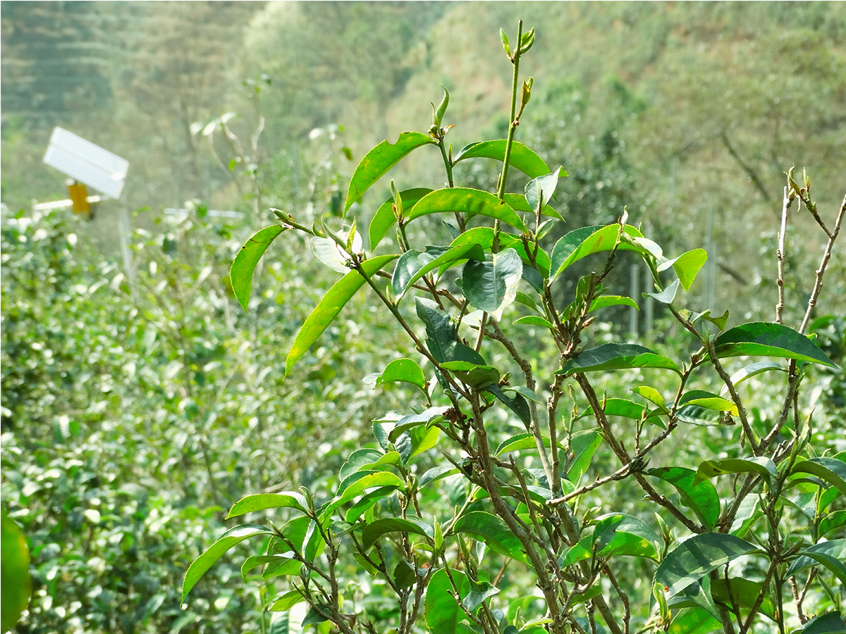 壩糯藤條茶