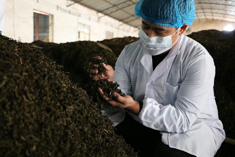 熟茶發(fā)酵