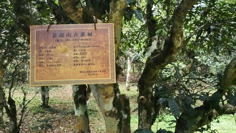 景邁山古樹(shù)茶
