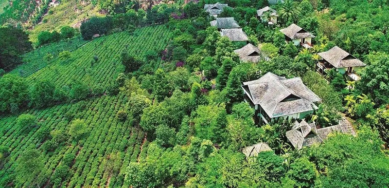 臺地茶