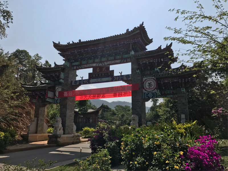 易武茶區