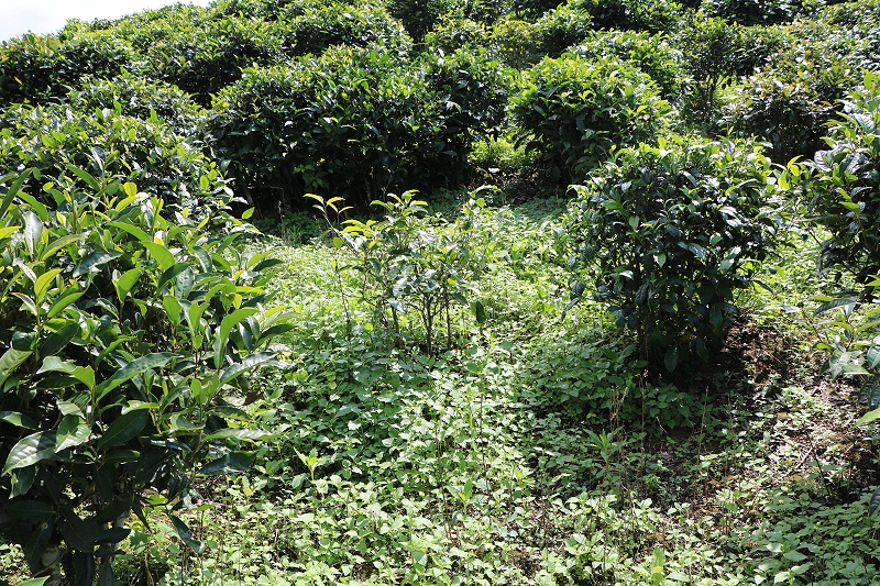 生態茶園