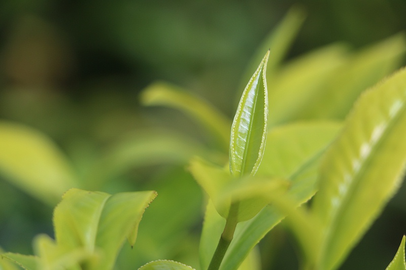 茶類內含物質