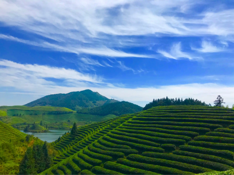 有機茶園