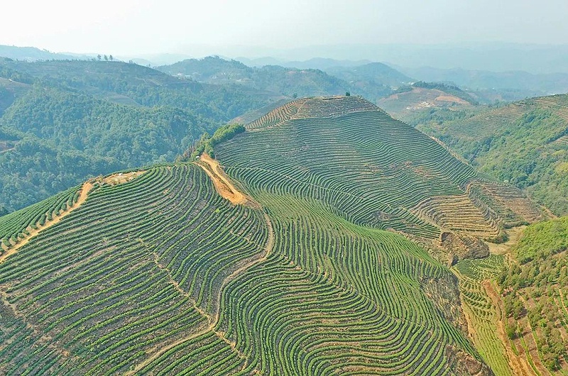 保山茶區