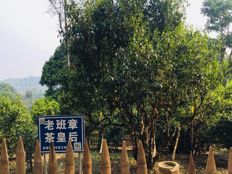 老班章茶樹種