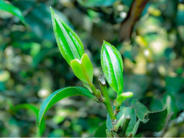 茶中的內含物質