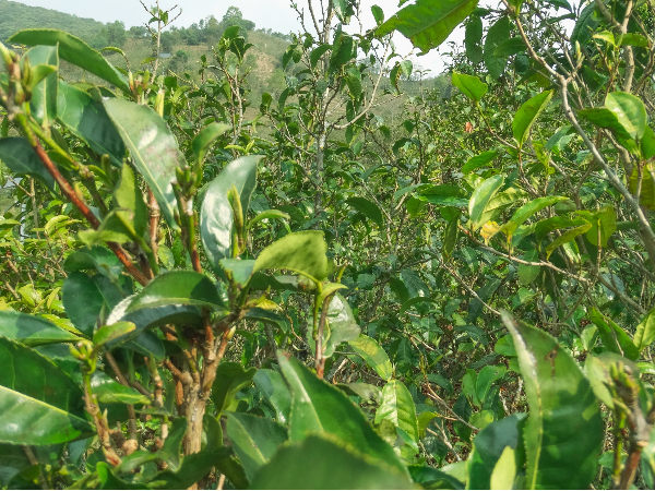 茶樹