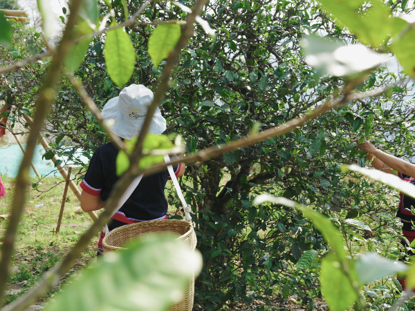 菜茶