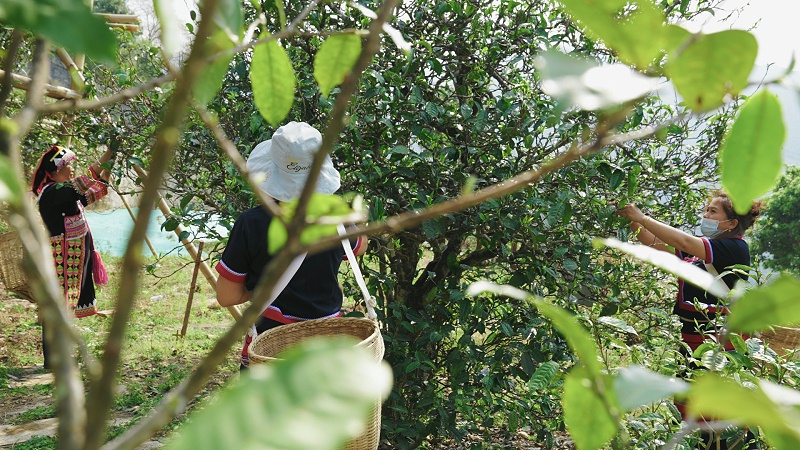 茶樹(shù)