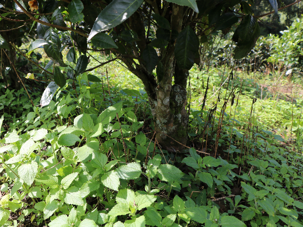 茶園小樹