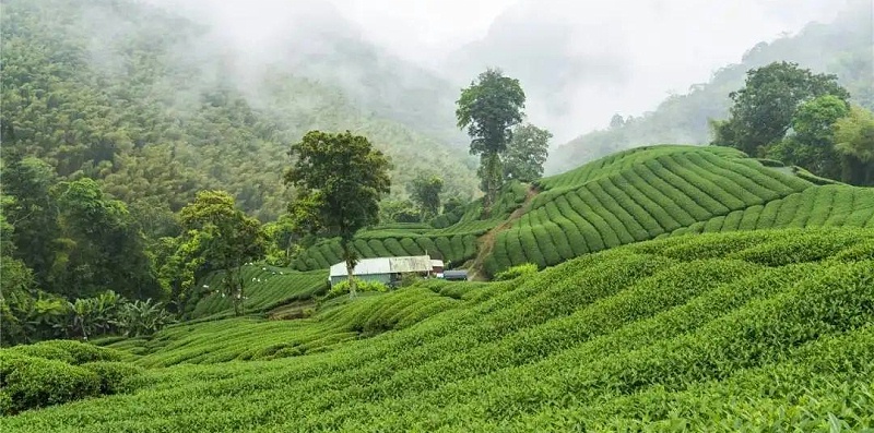 臺地茶