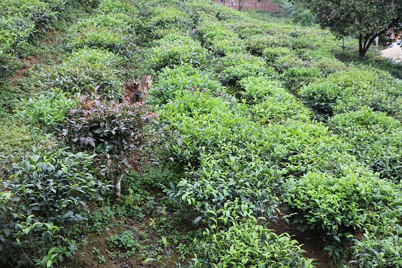 臺地茶