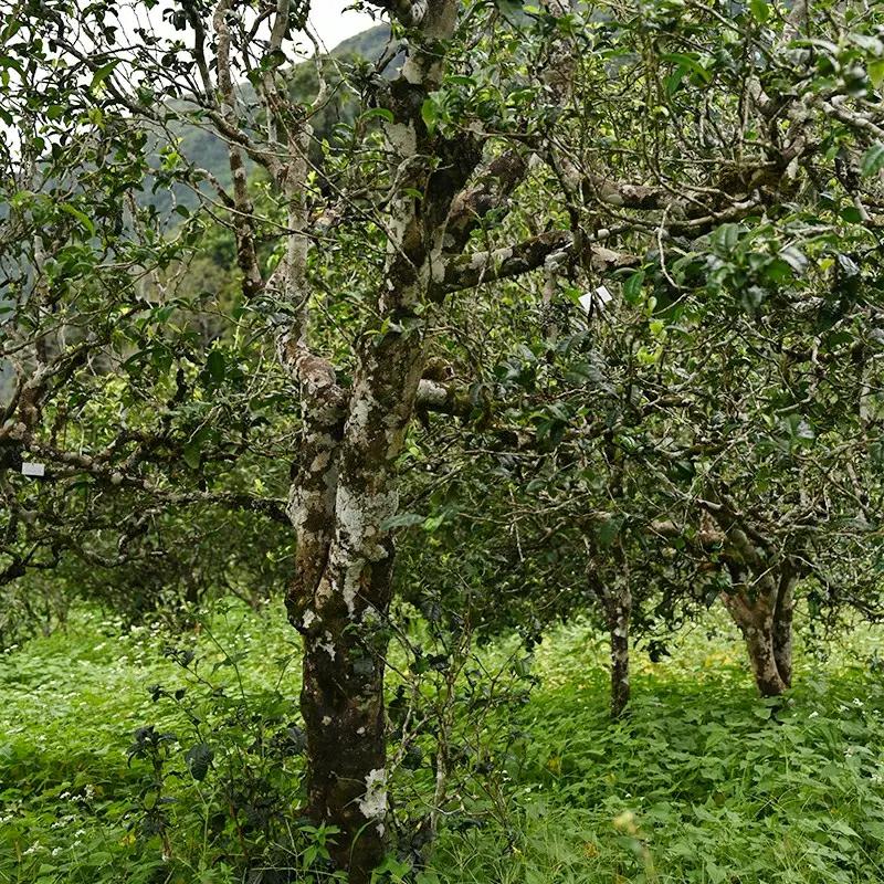 單株古樹
