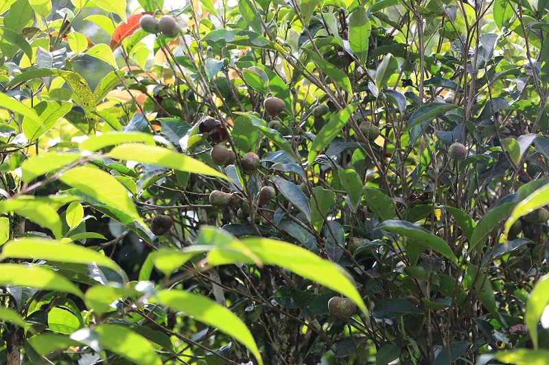 臺(tái)地茶